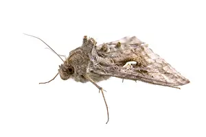 Brown moth isolated on a white background