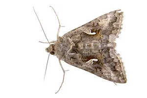 Brown moth isolated on a white background