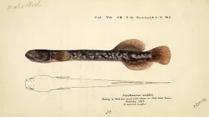 Brown mudfish, Neochanna apoda, brown mudfish, fish, reproduction of an original, by Frank Edward Clarke (born 1849, died 1899), ichthyologist and scientific draughtsman