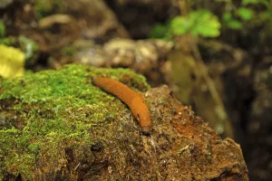 Brown nudibranch in a forest on a tree stump with moss