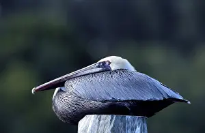 Brown Pelican