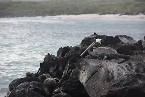 A brown pelican and a colorful marine iguana siting quietly atop jagged volcanic rocks