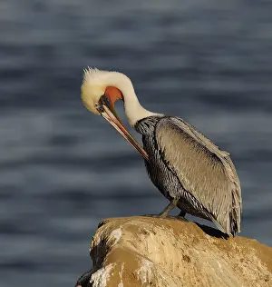 Brown Pelican (Pelecanus occidentalis)