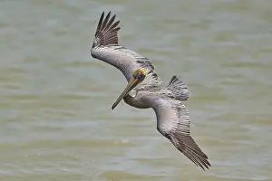 Brown Pelican, (Pelecanus occidentalis)