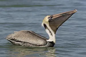 Brown Pelican (Pelecanus occidentalis)