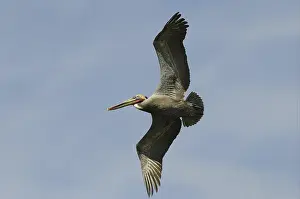 Brown Pelican (Pelecanus occidentalis)