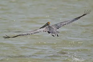 Brown Pelican, (Pelecanus occidentalis)