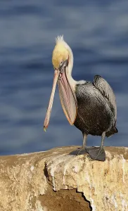 Brown Pelican (Pelecanus occidentalis)