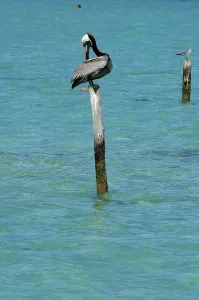 Brown pelican (Pelecanus occidentalis)