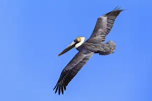 Brown Pelican (Pelecanus occidentalis)