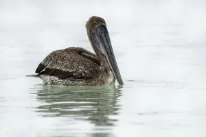 Brown Pelican (Pelecanus occidentalis)