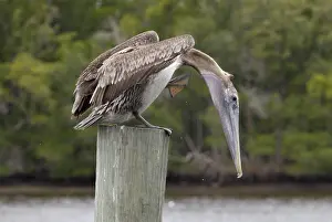 Brown Pelican (Pelecanus occidentalis)
