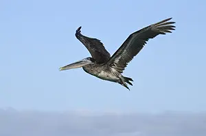 Brown Pelican (Pelecanus occidentalis)