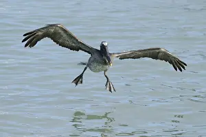 Brown Pelican (Pelecanus occidentalis)