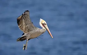 Brown Pelican (Pelecanus occidentalis) in flight