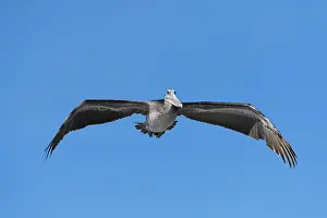 Brown Pelican (Pelecanus occidentalis) in flight
