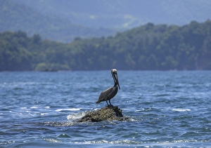 Brown pelican (Pelecanus occidentalis) on a rock near Isla Ballena