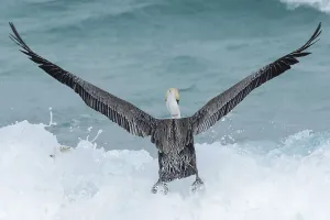 Brown pelican taking off