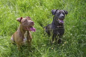 Brown pitbull and black labrador mix sitting in a grass field with their tongue out