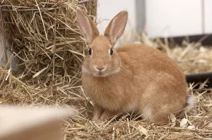 A brown rabbit in a shelter