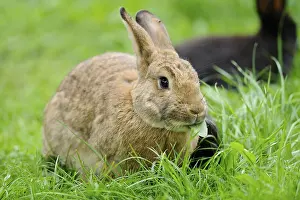 A brown rabbit sits on a green meadow and chews a leaf