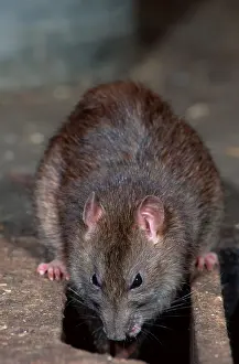 Brown Rat (Rattus norvegicus)