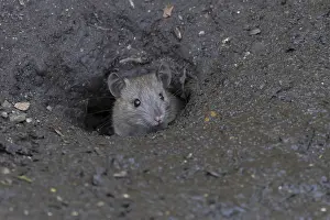 Brown rat (Rattus norvegicus) adult rodent animal emerging from a burrow hole entrance
