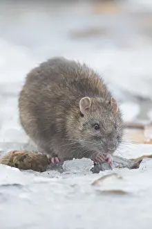Brown rat (Rattus norvegicus) adult rodent mammal eating seed on frozen ground in winter