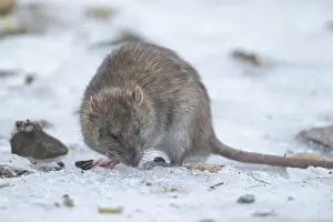 Brown rat (Rattus norvegicus) adult rodent mammal eating seed on frozen ground in winter