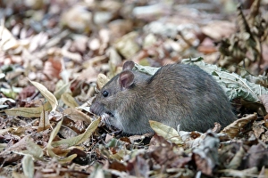 Brown rat (Rattus norvegicus), foraging