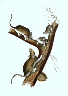 Brown rat (Rattus norvegicus), Histoic