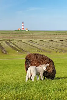 A brown sheep and a white lamb graze on a dyke at the North Sea