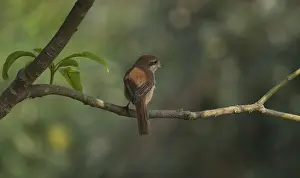 A Brown Shrike (Lanius cristatus)