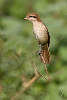 Brown Shrike, Red-tailed Shrike