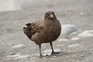 Brown skua (Stercorarius antarcticus)