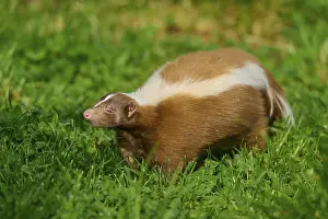 A brown skunk (Mephitis mephitis) with white stripes runs across a green meadow