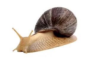 One brown snail isolated on white background