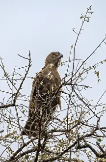 Brown snake eagle (Circaetus cinereus)