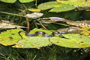 A brown snake lies on green leaves in a pond surrounded by aquatic plants and natural surroundings