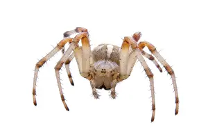 Brown spider isolated on a white background