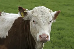 Brown spreckled cow