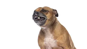 Brown staffordshire bull terrier growling and snarling