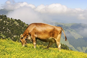 Brown Swiss (Bos taurus) grazing on a mountain pasture