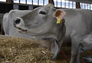 Brown Swiss, dairy cow in stable