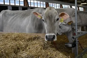 Brown Swiss, dairy cow in stable