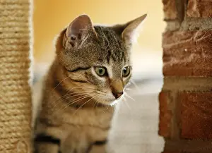Brown tabby cat, 4 months, sitting in a cat tree