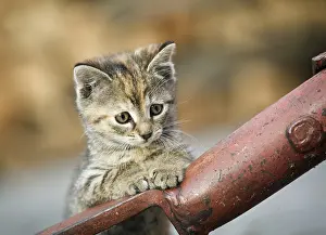 Brown-tabby kitten supporting itself on a drawbar