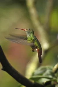 Brown-tailed amaranth (Amazilia tzacatl)