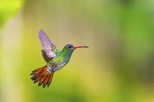 Brown-tailed Amazon (Amazilia tzacatl) in flight