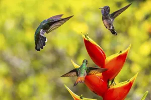 Brown-tailed Hummingbird (Trochilidae) (Amazilia tzacatl)